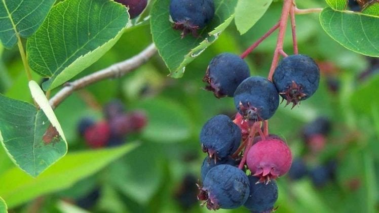 juneberry tie dye t shirt