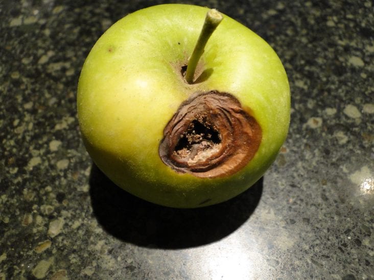 Insects and Apples 2024 Guide Growing Magazine