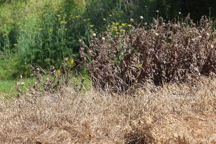 Using Herbicides Within the Vegetation-Free Strip Method
