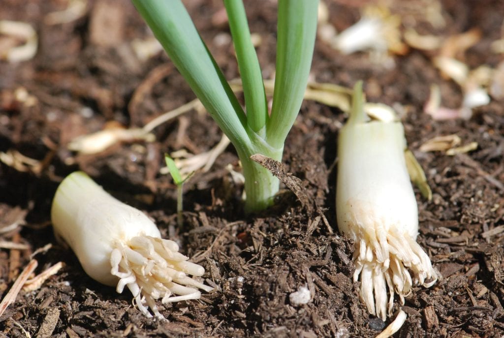 Onion Seed Varieties Growing Magazine