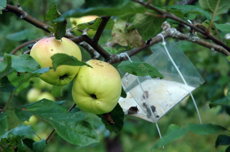 Insects in Apple Orchards