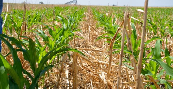 Climate Changing: No-Till for Soil Health?
