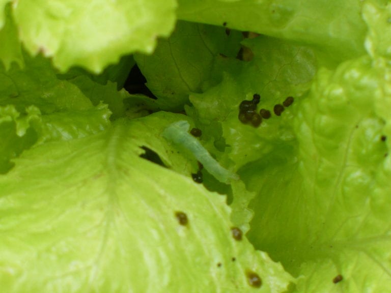 How to Control Insects in Lettuce Growing Magazine