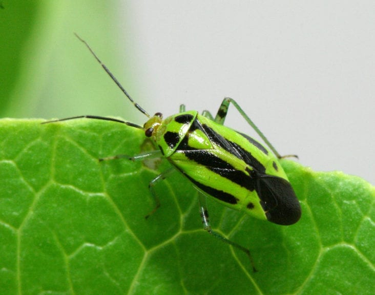 Insects in Lettuce