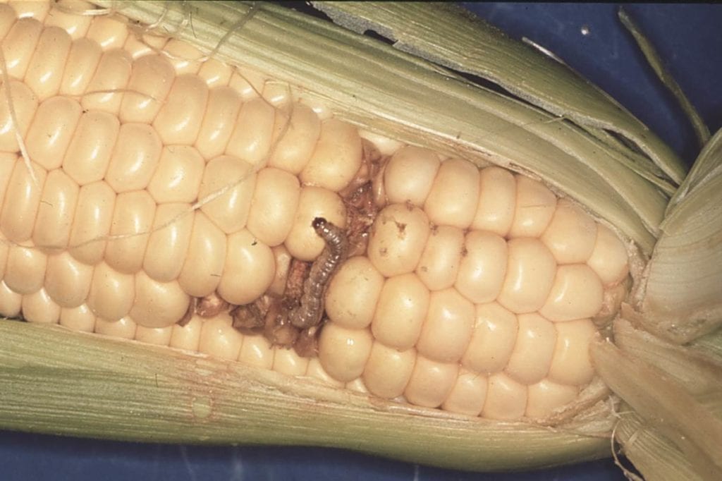 Insects in Sweet Corn Growing Magazine