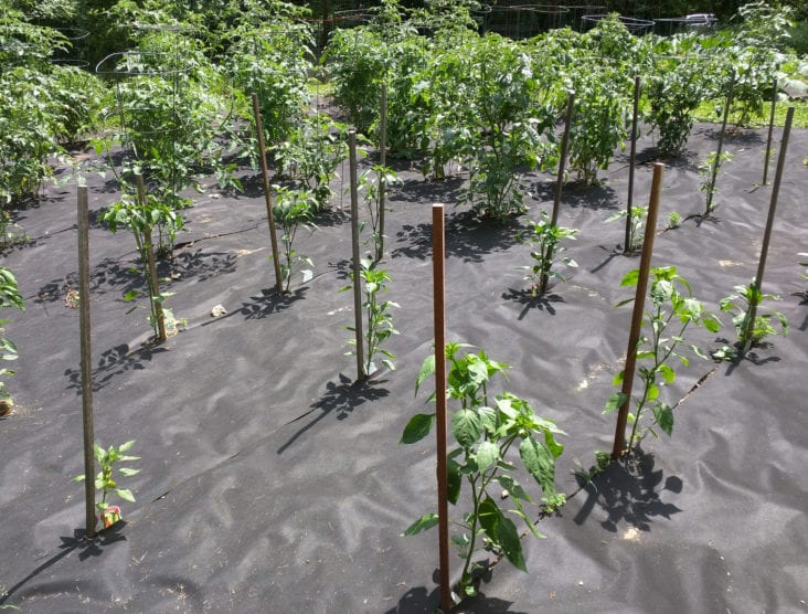 Strategies for Fighting Tomato Weeds Growing Magazine