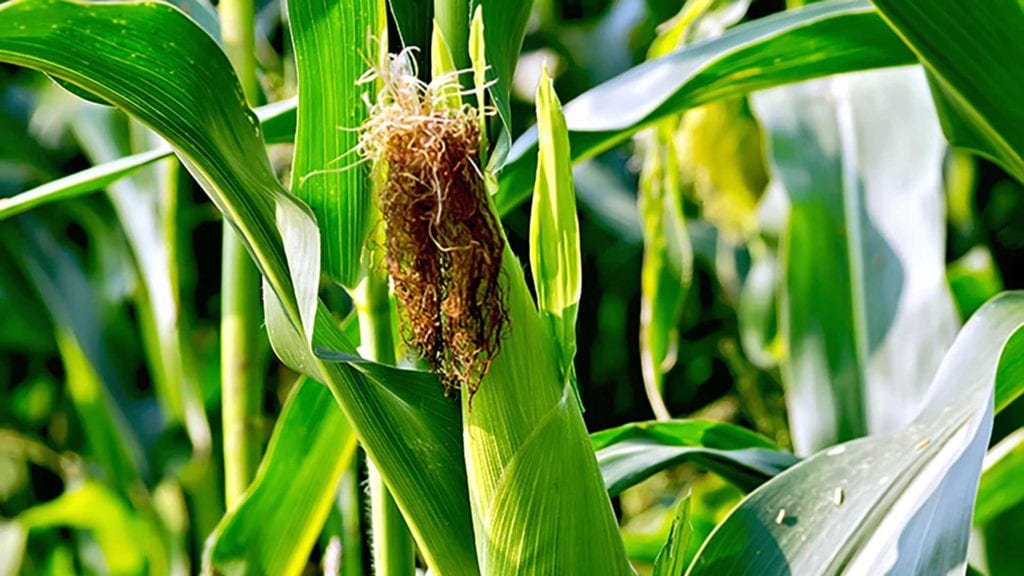 How to Select the Best Sweet Corn Variety for Production Growing Magazine