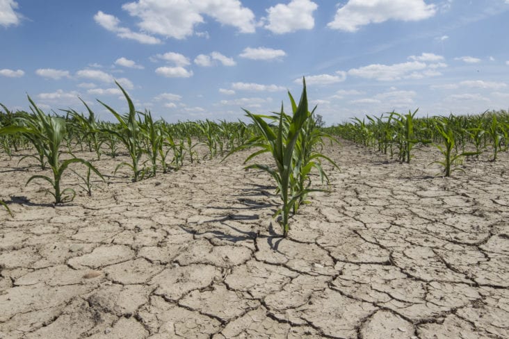 Heat and Dryness Continue to Reduce Yields