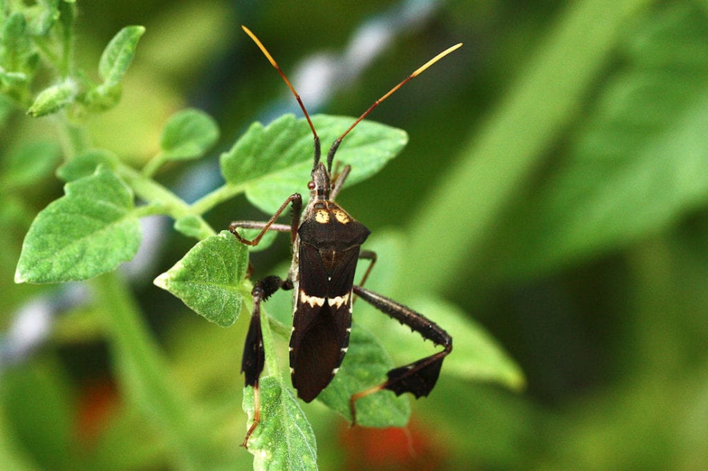 3 Tomato Insects to Watch Out For Growing Magazine