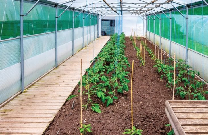 Use of Silicon for Healthier Greenhouse Plants