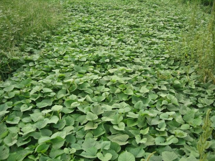 Sweet Potato Weeds