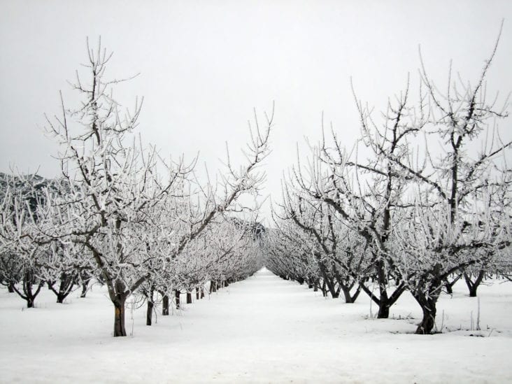 Getting the Orchard Winter-Ready