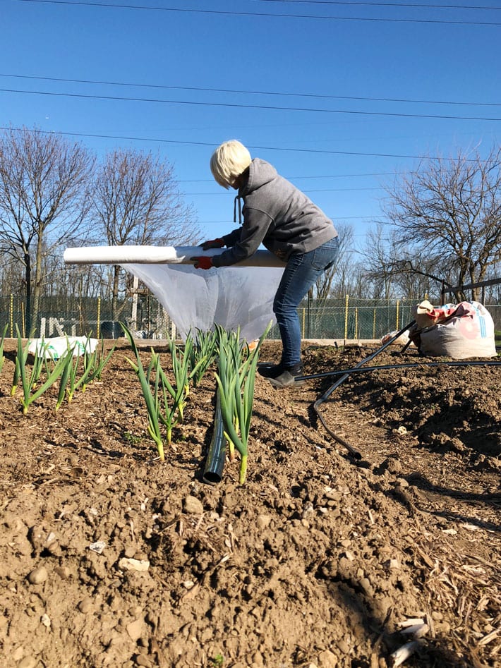 Use Floating Row Cover to Protect Your Leeks, Onions or Garlic Against Leek Moth