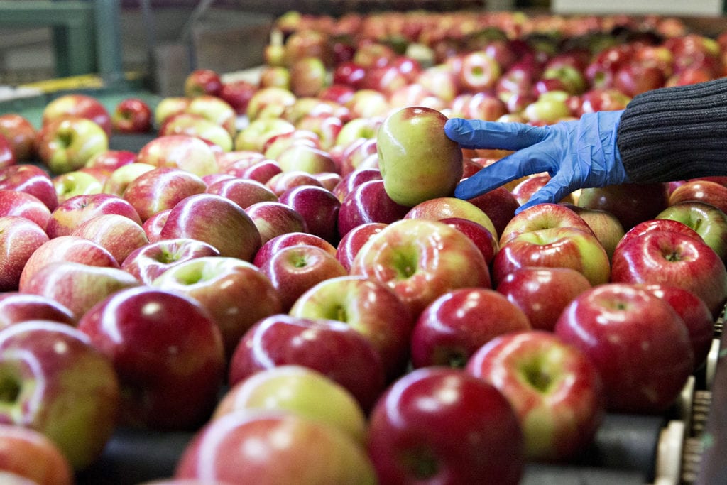 The Hybridization, GMOs and Honeycrisp Apples Growing Magazine