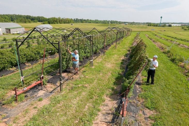 This Blackberry System May Really Prove Useful for the Southeast Growers