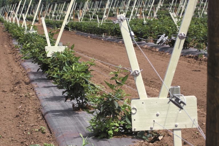 This Blackberry System May Really Prove Useful for the Southeast