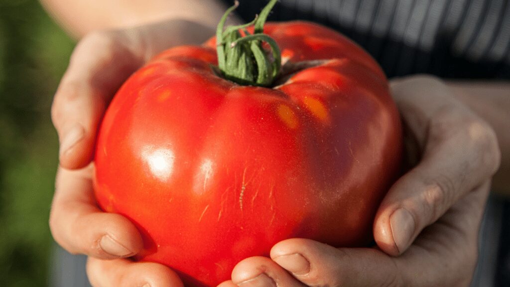 Choose Tomatoes that are the most DiseaseResistance Growing Magazine