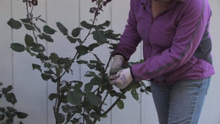 Climbing Roses Conditions Are you familiar with Climbing Roses? - Growing Magazine