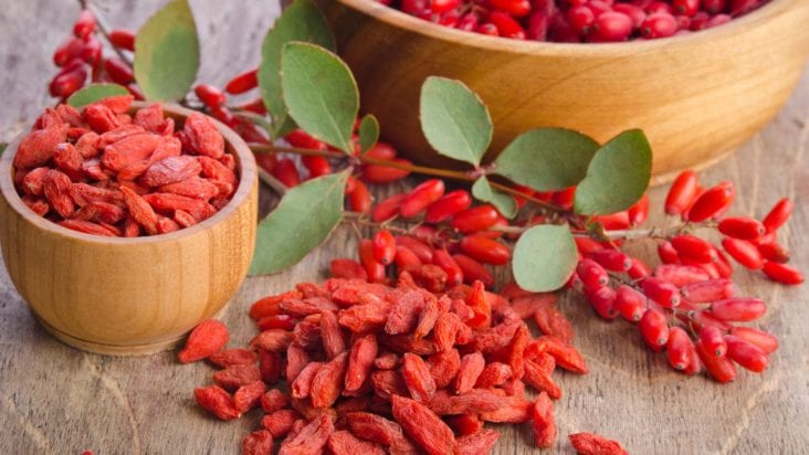 Here Is All You Need to Know about Growing the Goji Berry
