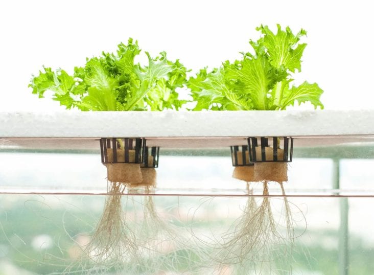 What Is So Good About Hydroponics Growing Magazine
