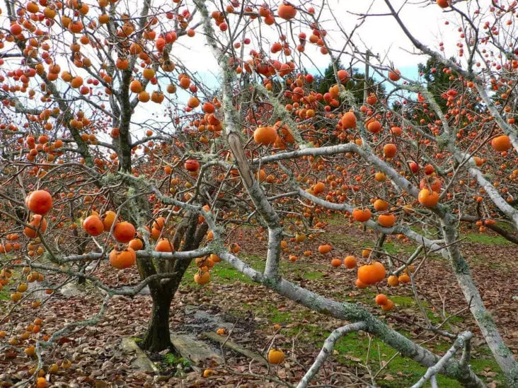 Persimmon Tree