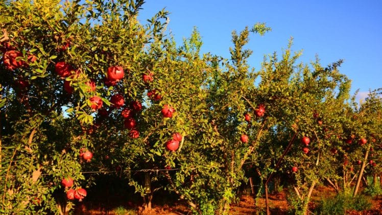 Have You Ever Thought about Growing a Pomegranate Tree? - Growing Magazine