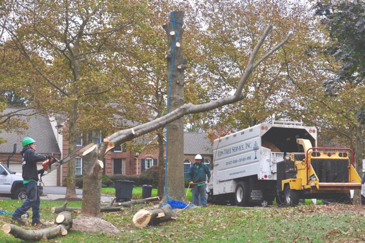 Tree Service Tree What Are The Benefits Of Hiring An Arborist And A Tree Removal Service ...