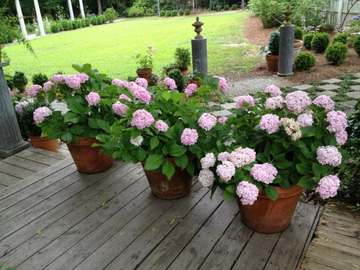 Garden With Flower Pots
