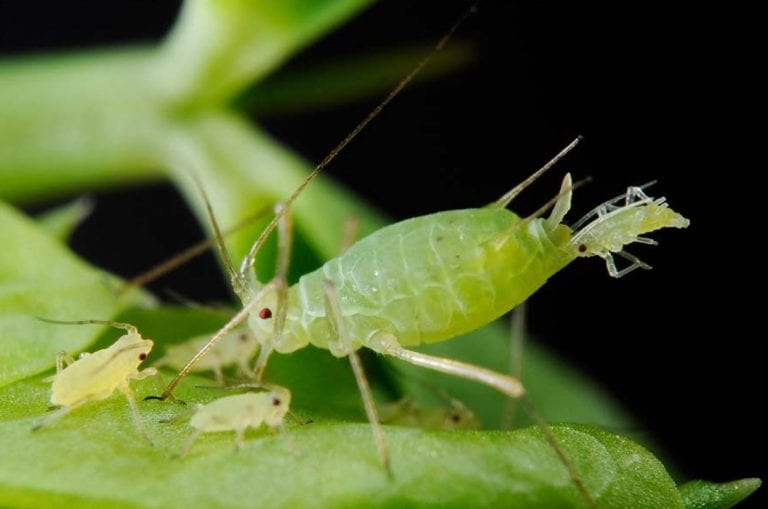 7 Destructive Garden Insect Pests - 2024 Guide - Growing Magazine