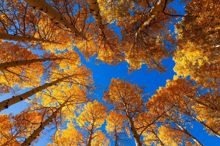 Fall Tree Magazine How to Take Care of Trees During Fall - 2024 Guide - Growing Magazine