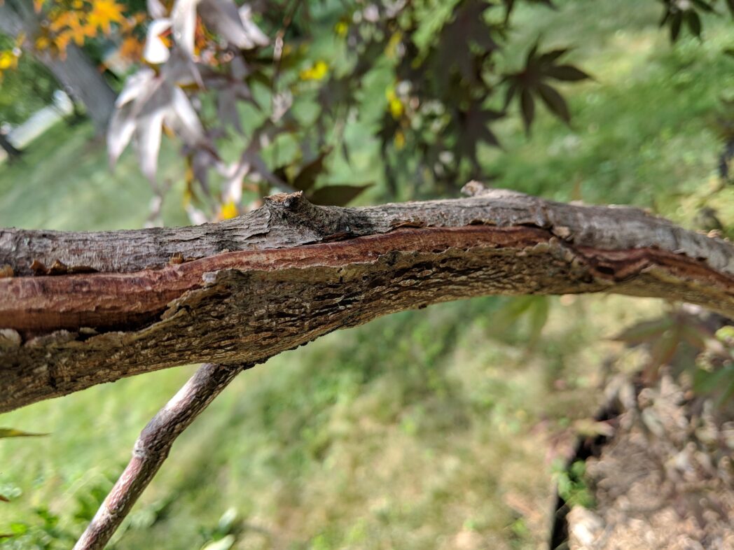 Signs That Your Tree is Dying and What to Do 2024 Review Growing