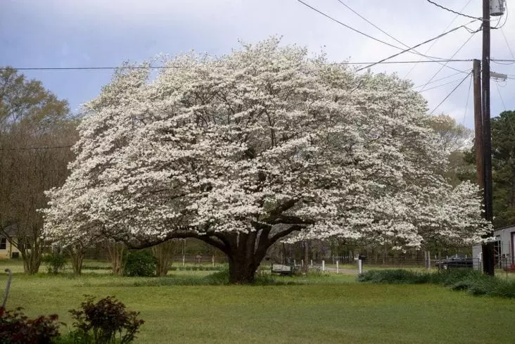 Top 10 Most Popular Trees in the U.S. Growing Magazine