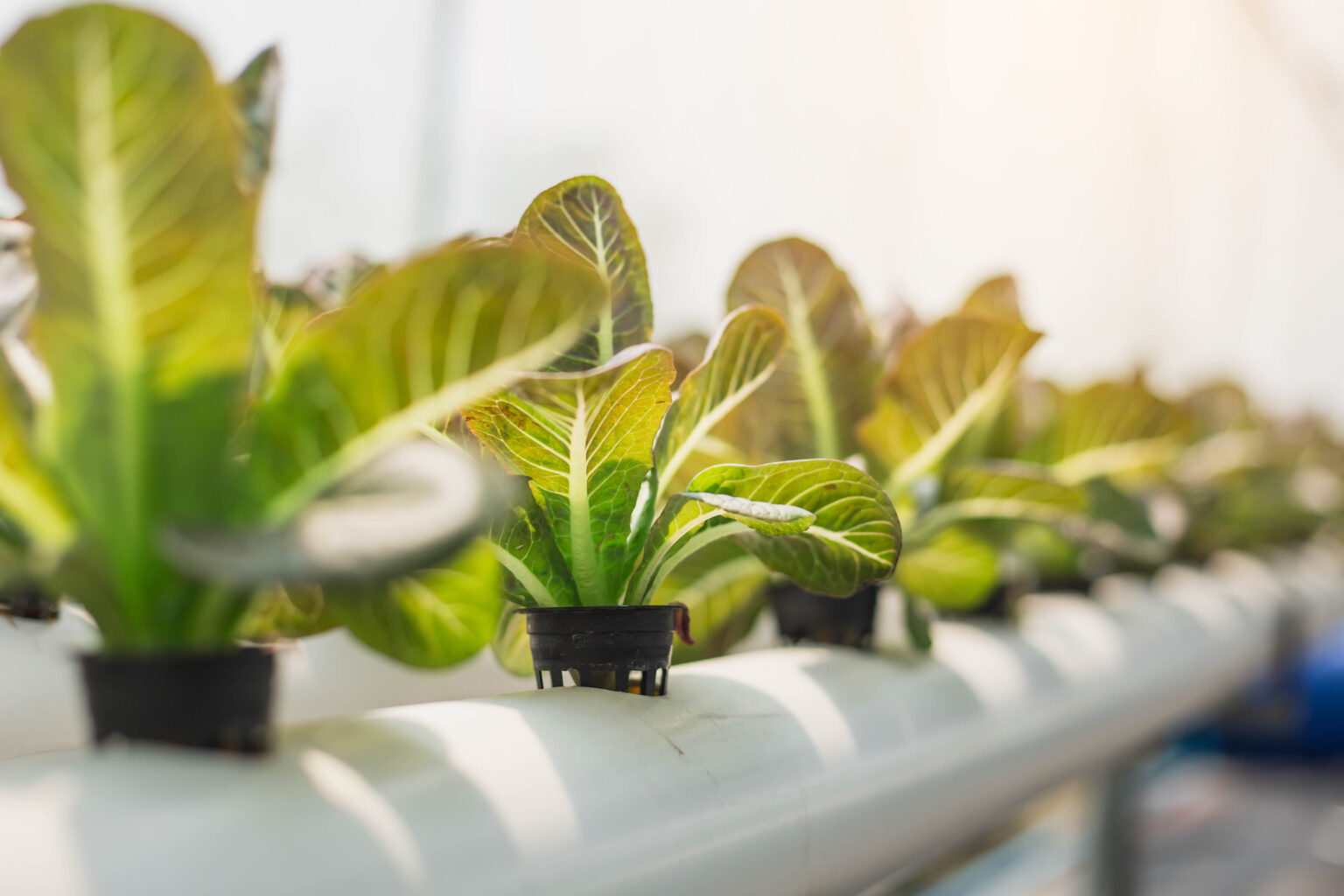 Soil Less Growing What is Hydroponics - Soilless Growing For Beginners (2024 Guide ...