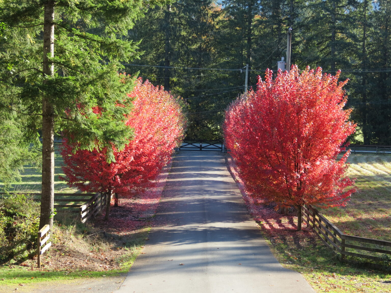 Top 10 Most Popular Trees in the U.S. Growing Magazine