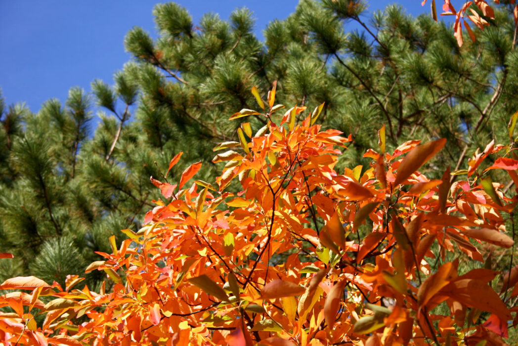 Tennessee Tree Color Change These Tennessee Trees Burst with Color Every Fall - Here’s How They Can ...