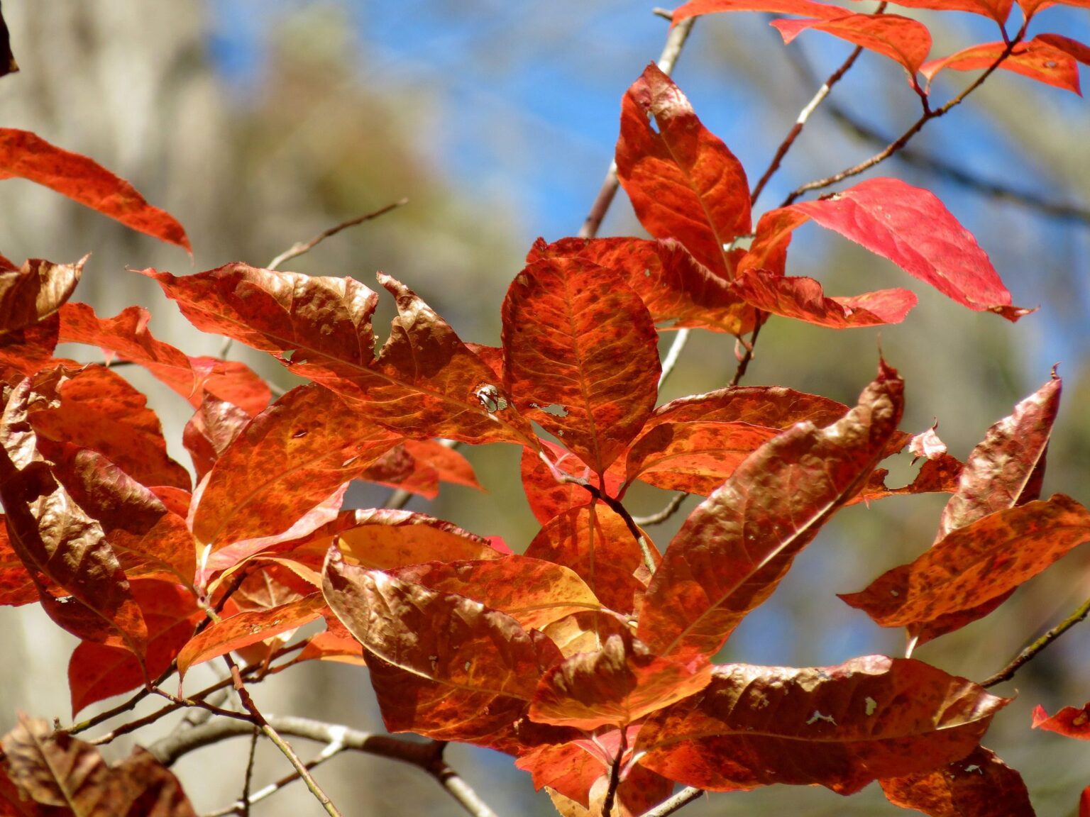Tennessee Tree Color Change These Tennessee Trees Burst with Color Every Fall - Here’s How They Can ...