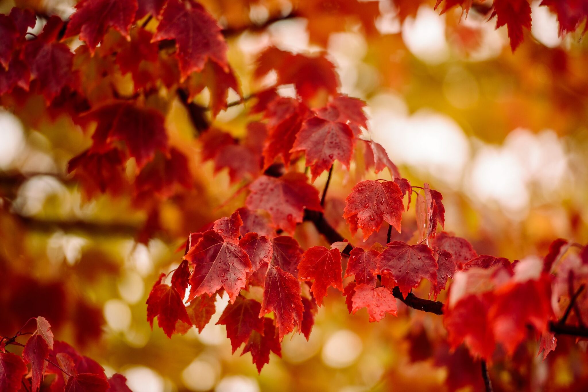 top-10-most-popular-trees-in-the-u-s-growing-magazine