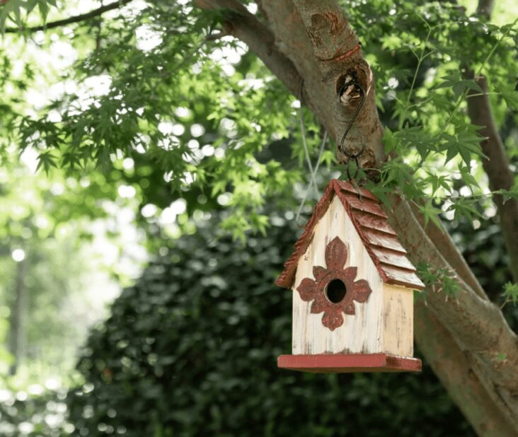 How to Start Backyard Birding in 2024 Growing Magazine