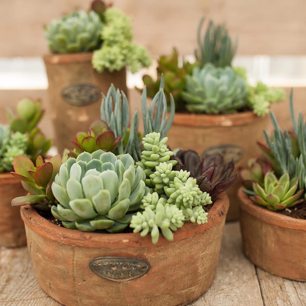 6 Tips and Tricks for Growing Succulents Indoors - 2024 Guide - Growing ...