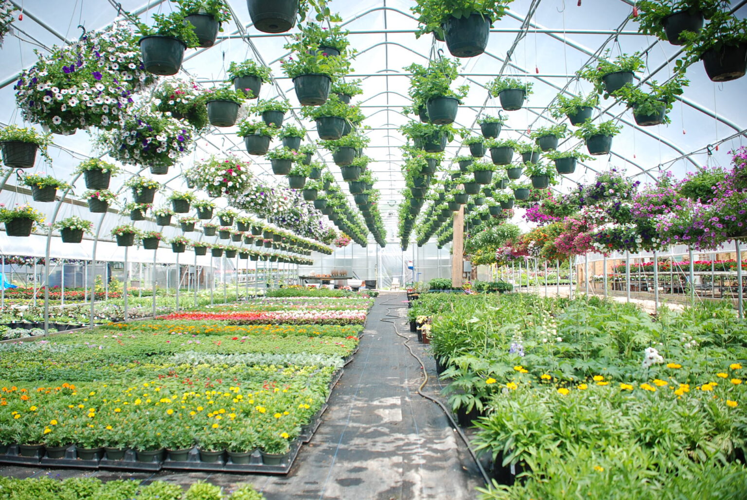 6 Things You Can Grow In Your Greenhouse During Winter 2024 Guide