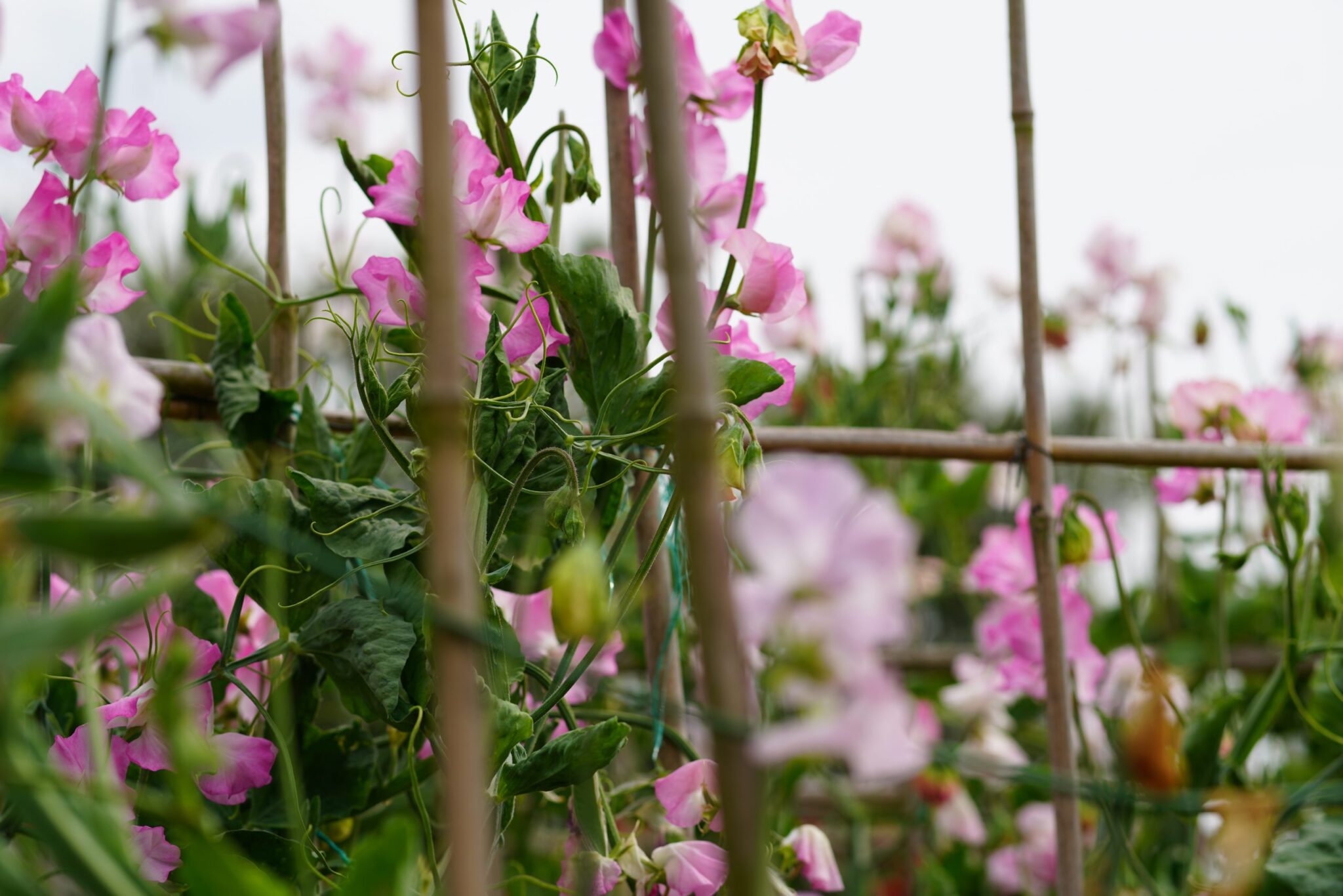 Beyond Eden How to Grow Sweet Peas at Home Growing Magazine