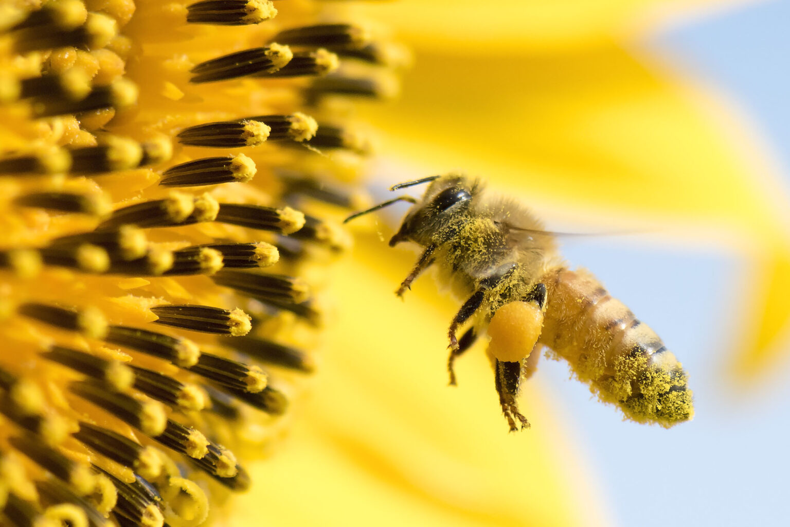 Bees In Our Hives: The Importance Of Bees In Our Ecosystem - 2024 Guide