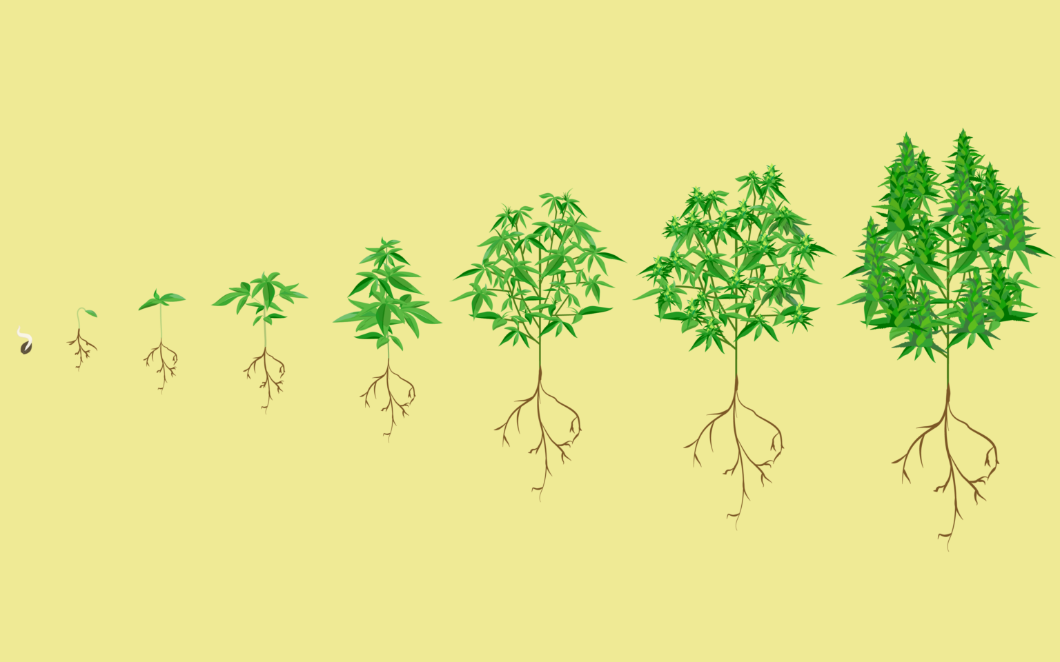 The Stages Of Weed Growth Growing Magazine