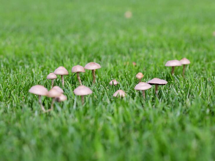 Mushrooms in the Yard