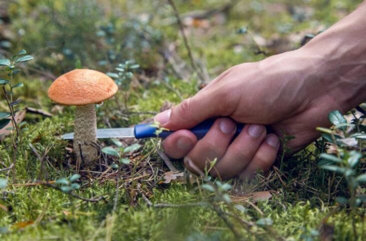 Plucking mushrooms