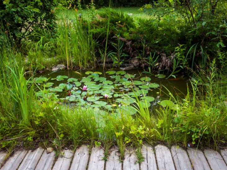 Pond Plants