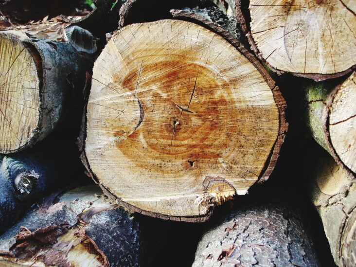 Tree timber