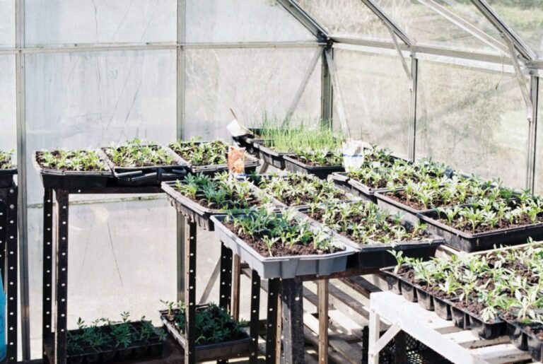 How Does A Greenhouse Work In The Winter? Growing Magazine