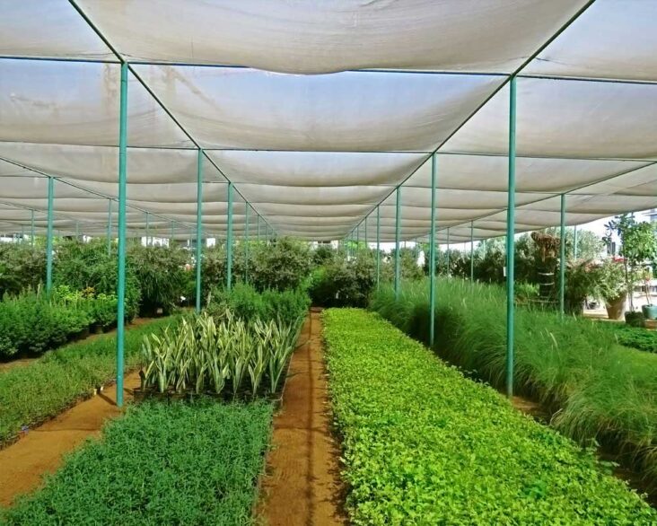 What Is Best Shade Cloth For Plants And How To Choose & Buy Growing