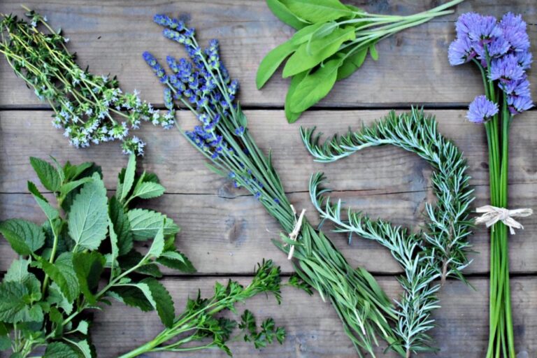 Grow Your Medicine The 6 Best Medicinal Herbs to Grow at Home